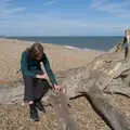 Harry pokes a giant driftwood tree trunk , Fred and the Suffolk Youth Wind Orchestra, Snape Maltings - 6th September 2026