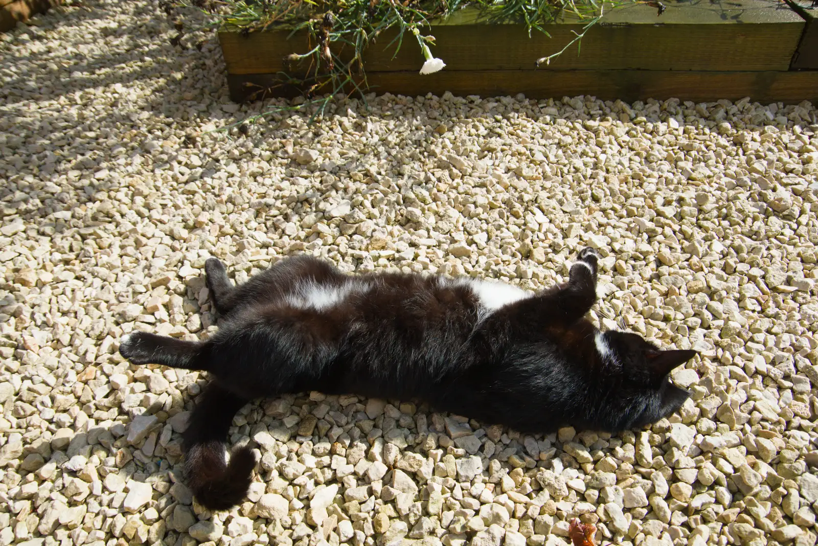 Lucy the one-eyed cat rolls around like a kitten, from The GSB at the Carnival, Pulham Market, Norfolk - 12th September 2026