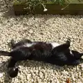Lucy the one-eyed cat rolls around like a kitten, The GSB at the Carnival, Pulham Market, Norfolk - 12th September 2026