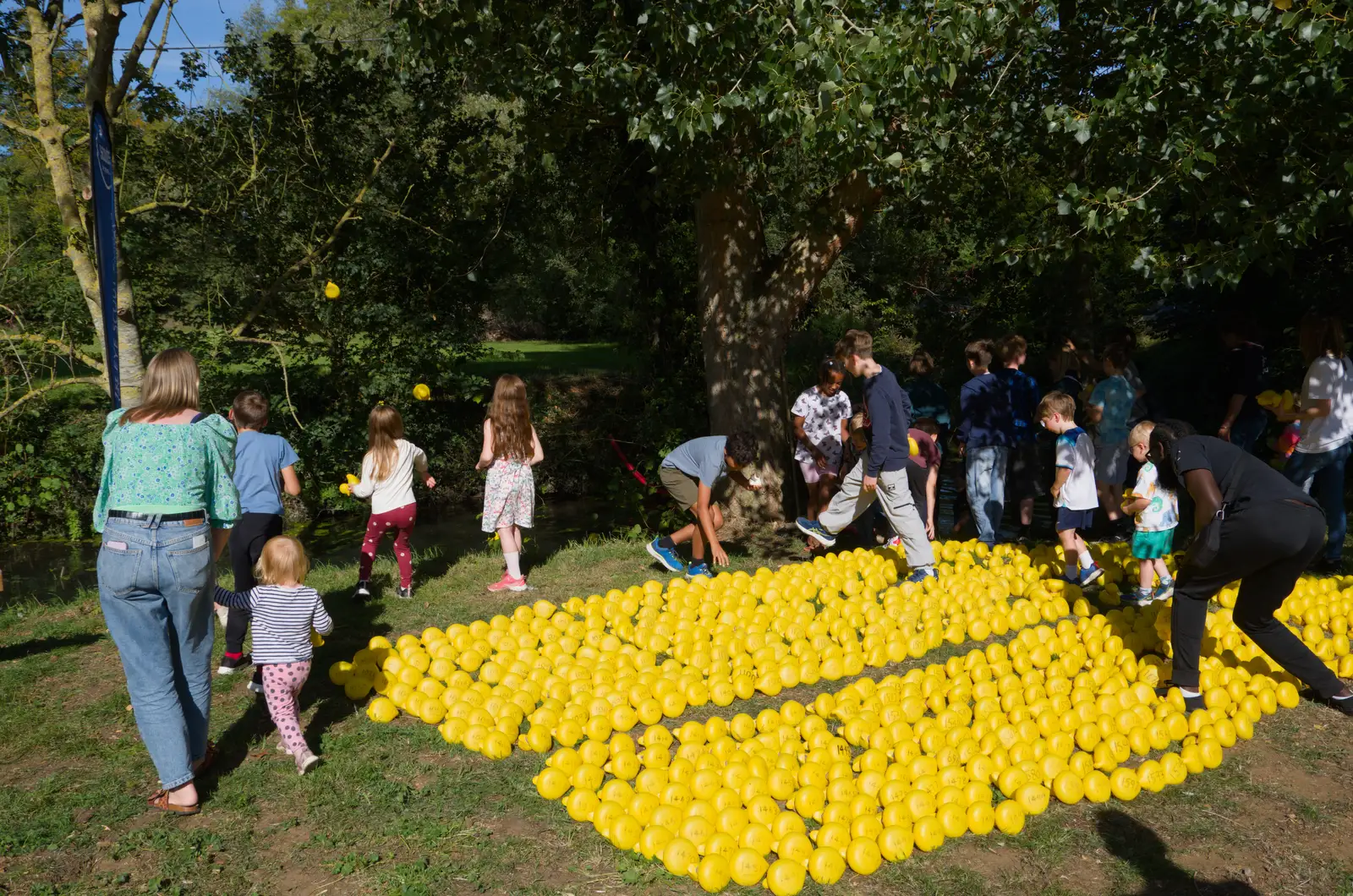 The ducks start to get thrown in, from A GSB Duck Race and a House Party, Brome - 26th September 2026