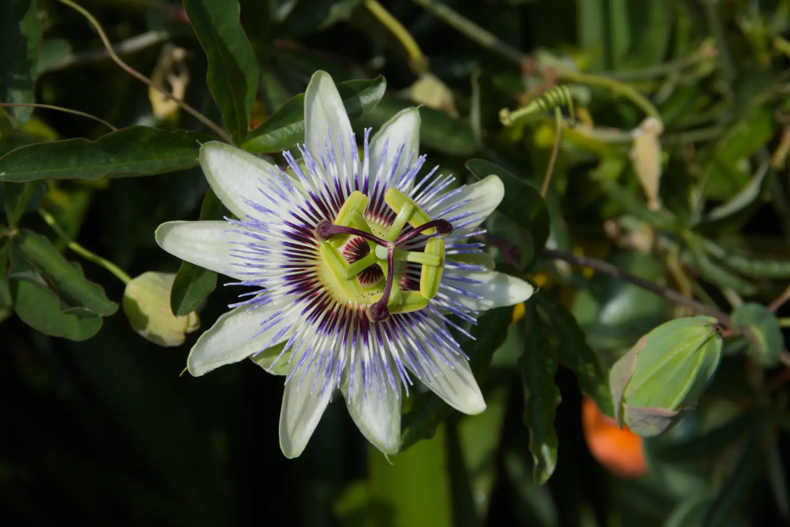 There's what looks like a passion fruit flower, from A Walk Around The Lion Pub, Debenham, Suffolk - 4th October 2026