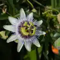 There's what looks like a passion fruit flower, A Walk Around The Lion Pub, Debenham, Suffolk - 4th October 2026