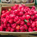 Some very impressive Scotch Bonnet chilli peppers, A Visit to the Conservatoire, Leeds, West Yorkshire - 17th October 2026