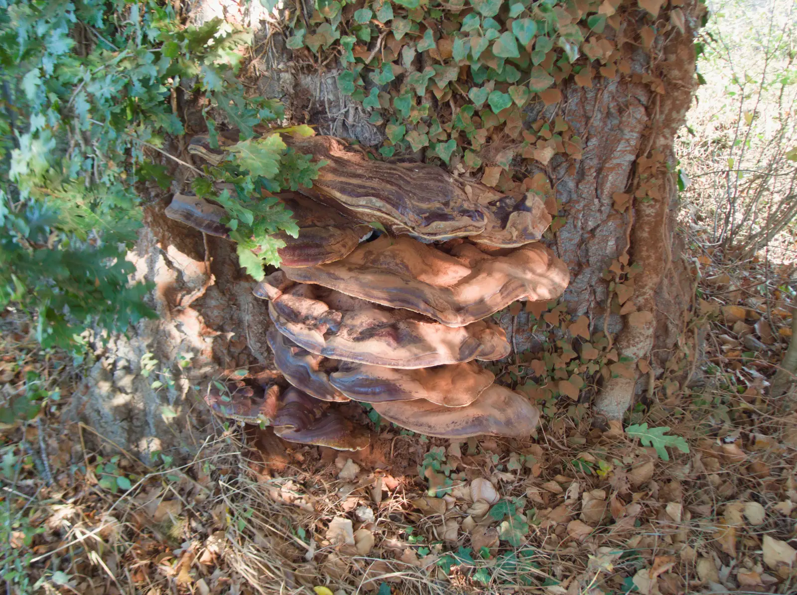 There's a massive bracket fungus on a tree, from Another Saxophone Trip, Cambridge - 23rd October 2026