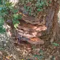 There's a massive bracket fungus on a tree, Another Saxophone Trip, Cambridge - 23rd October 2026