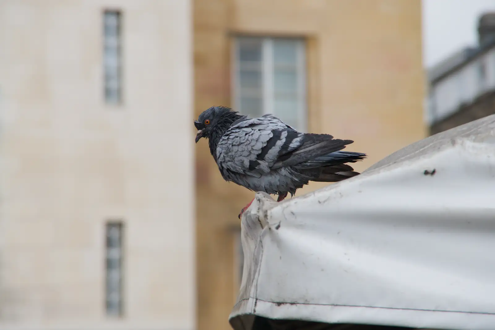 There's a very raggedy pigeon, from Another Saxophone Trip, Cambridge - 23rd October 2026