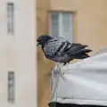 There's a very raggedy pigeon, Another Saxophone Trip, Cambridge - 23rd October 2026
